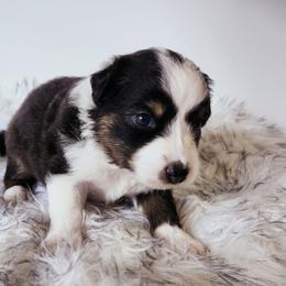 Mary - Black tri-color female Australian Shepherd puppy in Hawaii from Hawaii Australian Shepherds