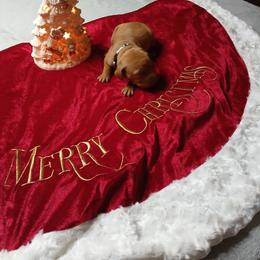 Gray - Golden rust male Vizsla puppy in Maineville, Ohio from Izabella Vizslas