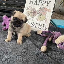 Purple - Fawn female Pug puppy in Baylis, Illinois from Cameo's Pugs