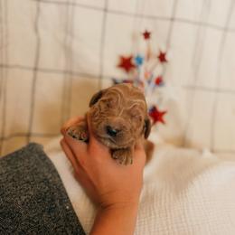 Hamilton - Red  male Goldendoodle puppy in Yukon, Oklahoma from Bows & Ties Doodles