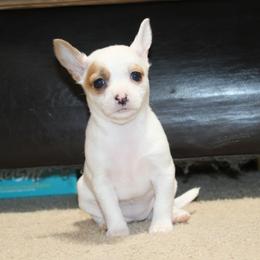 Vanilla - Fawn and white female Chihuahua puppy in Willamina, Oregon from Cherished Chihuahuas