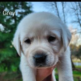 Grey collar - Yellow male Labrador Retriever puppy in Mossyrock, Washington from White River Labradors