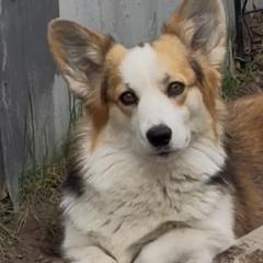 Tip - Pembroke Welsh Corgi