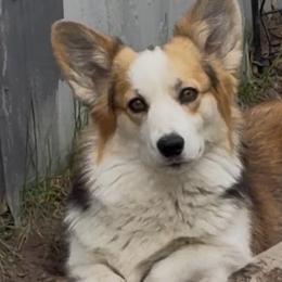 Tip - Pembroke Welsh Corgi