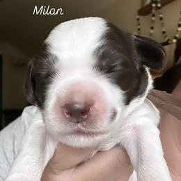 Milan - Chocolate male Australian Labradoodle puppy in Chuluota, Florida from Delano Australian Labradoodles