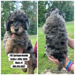 Boy 1 - Gray male Springerdoodle puppy in Sterling, Michigan from Springerdoodles In MI