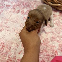 Reserved - Dapple male Dachshund puppy in Magnolia, Texas from Carrie’s Countryside Dachshunds