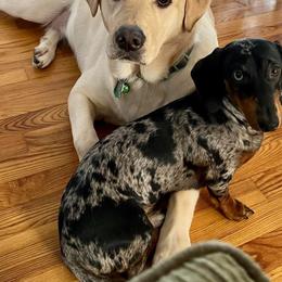 Henry - Dachshund