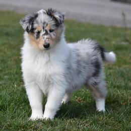 Heather - Blue merle white and tan female Collie puppy in Danville, Pennsylvania from Brookwood Collies, Smooth & Rough
