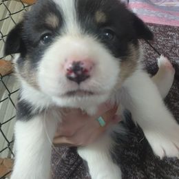 Boy 3 - Black and tan male Pembroke Welsh Corgi puppy in Odessa, Missouri from LOYAL T K9's CORGIS