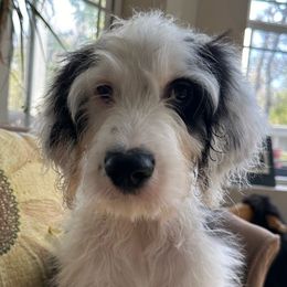 Black Collar - Sheepadoodle puppy from CelticDoods