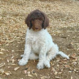 Jonagold - Parti male Poodle puppy in Julian, California from Above the Pines Poodles