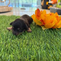 Boy 3 3500 - Black and tan male Dachshund puppy in Apopka, Florida from The HotDog Stand