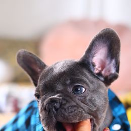 French Bulldog Puppies from Moss Frenchie's Home