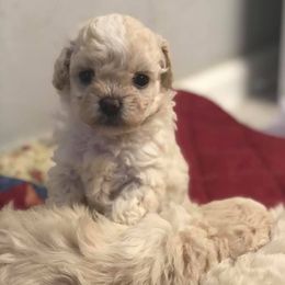 Cockapoo Puppies from Bright and Beautiful Cockapoos