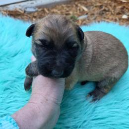 Red Collar Girl - Sable female German Shepherd puppy in Dallas, Pennsylvania from Mountainside German Shepherds