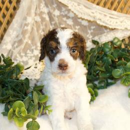 Brown Tri Female - Phantom female Poodle puppy in Belgreen, Alabama from Scott’s Farm Poodles and Doodles