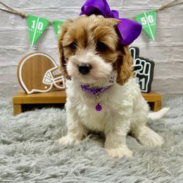 Duchess - Blenheim female Cavapoo puppy in Lancaster, Missouri from Cavapoo Acres