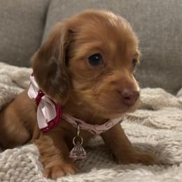 Hartley - Red female Dachshund puppy in Mesa, Arizona from Ruby Desert Doxies