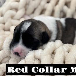 Red Collar Male - Biscuit and white male Anatolian Shepherd Dog puppy in Canton, Georgia from Rolling Thunder Ranch