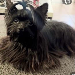 Wrigley - Black and tan male Yorkshire Terrier puppy in California from All Star Yorkies