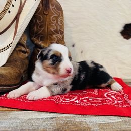BREYA - Blue merle female Australian Shepherd puppy in Durand, Wisconsin from Larson’s Legacy Aussome Aussie Kennels