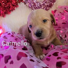 Dachshund Puppies from SchmooterBabies
