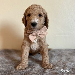 Sand - Red  male Goldendoodle puppy in Crothersville, Indiana from Wischmeier’s Doodles
