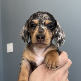 Dachshund Puppies from Weenie Bros