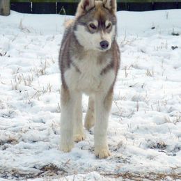 Shiba Inu and Siberian Husky Puppies from Mirage Siberians