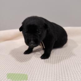 Mint - Black sable female Belgian Malinois puppy in Muskegon, Michigan from Red Acres Working Line K9s