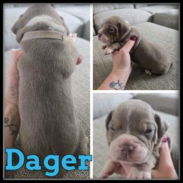 Dager - Red and white male Olde English Bulldogge puppy in Merrill, Michigan from Haase Family Kennels
