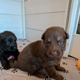 Jon Snow - Liver male German Shepherd puppy in Garrett, Indiana from Devil-Dog Shepherds