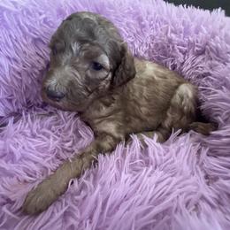 Sadie - Apricot female Poodle puppy in Sierra Vista, Arizona from KnightWatch K-9