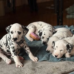 Dalmatian puppies from Storm & Blue's Dalmatian Pups