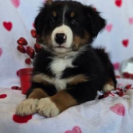 Valentine - Black tri-color male Australian Shepherd puppy in Smithfield, Utah from Invictus Farms