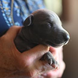 Flyte - Blue female Whippet puppy in Gentry, Arkansas from Mardel Robeson of Mulberry Hollow Whippets