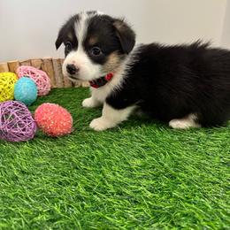 Remi - Black and tan female Pembroke Welsh Corgi puppy in Millsap, Texas from Punchy Pembroke Ranch