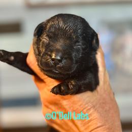 Tempo - Black female Labrador Retriever puppy in Sullivan, Missouri from O’Dell Labs