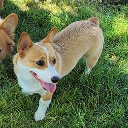 Betty - Pembroke Welsh Corgi