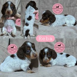 REBA - Piebald female Dachshund puppy in Columbia, Louisiana from Diamond 5R Ranch AKC & CKC Miniature Dachshunds