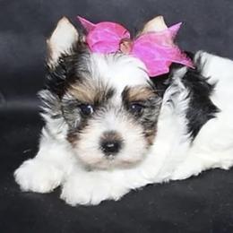 Rain - Biewer Terrier
