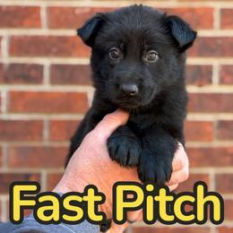 Fast Pitch - Black female German Shepherd puppy in Murrayville, Georgia from Vom Clark’s German Shepherds