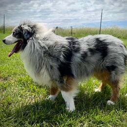 Toby - Miniature American Shepherd
