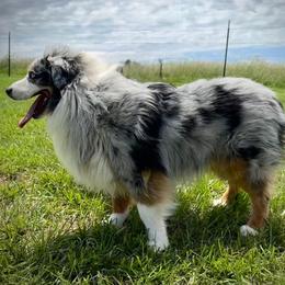 Toby - Miniature American Shepherd