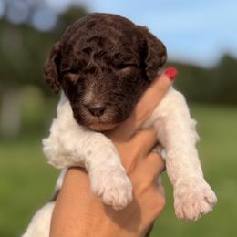 Wilder (Orange Collar Male) - Parti male Poodle puppy in Jasper, Georgia from Harrington Doodles & Poodles