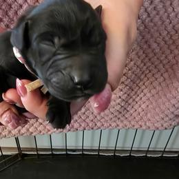 Girl 2 - Black female Labrador Retriever puppy in Oxford, Georgia from Cornish Mountain Labradors