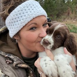 English Springer Spaniel Puppies from Spradley Springers