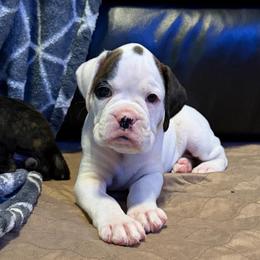 Leo - White male Boxer puppy in Bonesteel, South Dakota from KP Boxers