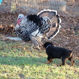 Rottweiler and Shetland Sheepdog Puppies from Mountain High Kennels